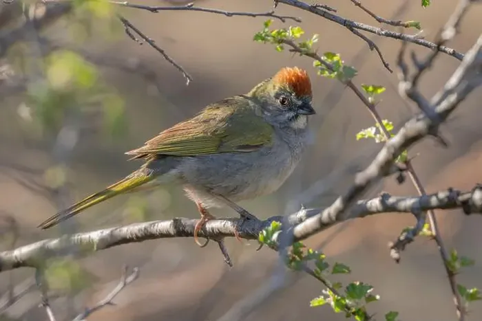 Framed Print : Green-tailed Towhee (Pipilo chlorurus) El Dorado County California USA Framed Print : Green-tailed Towhee (Pipilo chlorurus) El Dorado County California USA