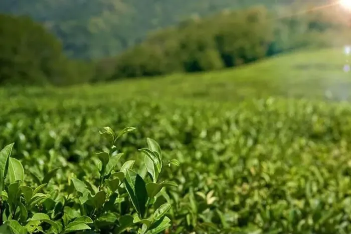 Framed Print : Green tea plantation, Aerial view green tea plantation at North of Thailand Framed Print : Green tea plantation, Aerial view green tea plantation at North of Thailand