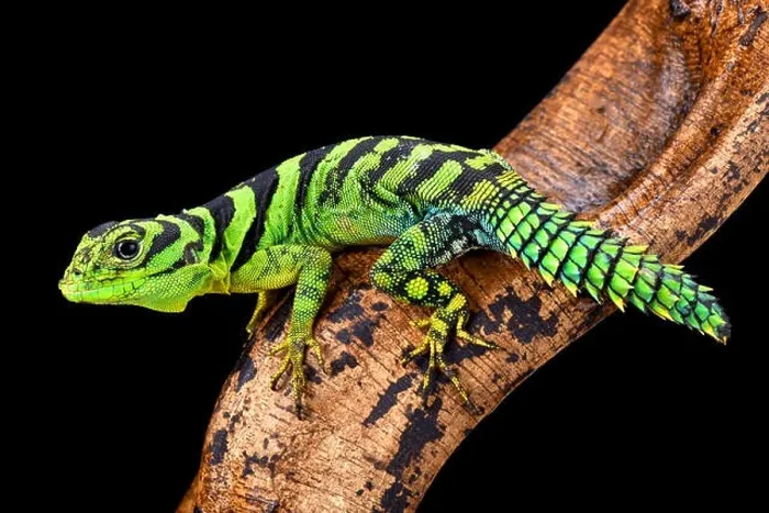 Framed Print : green thornytail iguana, Uracentron azureum Framed Print : green thornytail iguana, Uracentron azureum