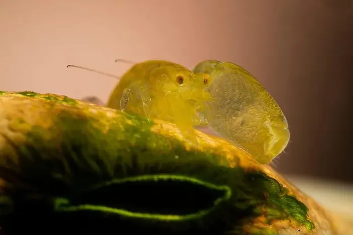 Framed Print : Green transparent snapping shrimp on sea squirt, Lembeh Strait, Indonesia Framed Print : Green transparent snapping shrimp on sea squirt, Lembeh Strait, Indonesia
