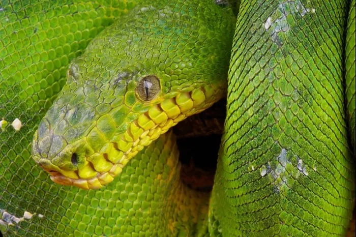 Framed Print : Green tree boa / Corallus caninus Framed Print : Green tree boa / Corallus caninus