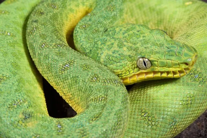 Framed Print : Green tree boa, Corallus caninus Framed Print : Green tree boa, Corallus caninus