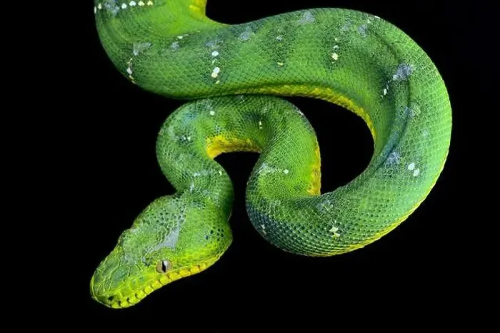 Framed Print : Green tree boa (Corallus caninus) Framed Print : Green tree boa (Corallus caninus)
