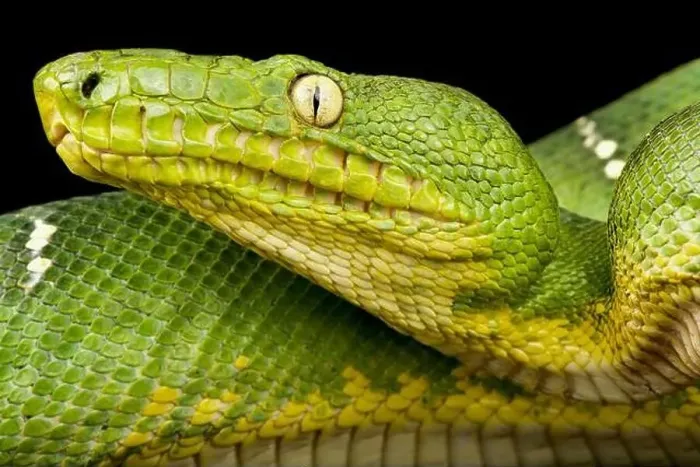 Framed Print : Green tree boa (Corallus caninus) Framed Print : Green tree boa (Corallus caninus)
