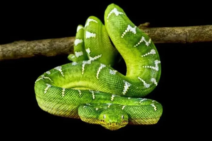 Framed Print : Green tree boa (Corallus caninus) Framed Print : Green tree boa (Corallus caninus)