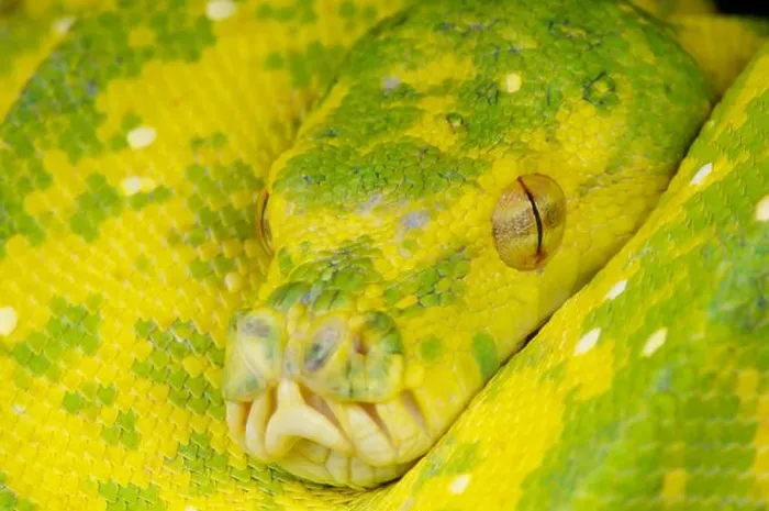 Framed Print : Green tree python / Morelia viridis Framed Print : Green tree python / Morelia viridis