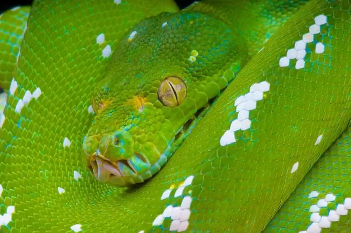 Framed Print : Green tree python / Morelia viridis Framed Print : Green tree python / Morelia viridis