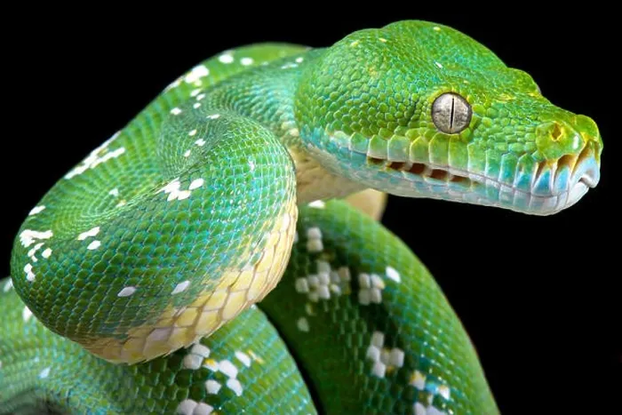 Framed Print : Green tree python (Morelia viridis) Framed Print : Green tree python (Morelia viridis)