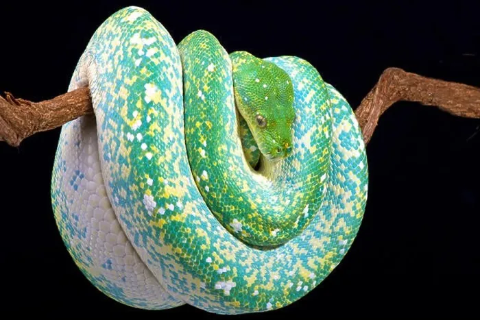 Framed Print : Green tree python (Morelia viridis) Framed Print : Green tree python (Morelia viridis)