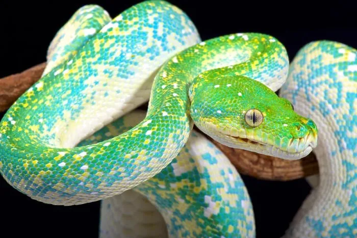 Framed Print : Green tree python, Morelia viridis Framed Print : Green tree python, Morelia viridis