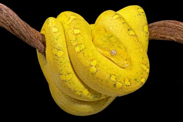 Framed Print : Green tree python, Morelia viridis Framed Print : Green tree python, Morelia viridis