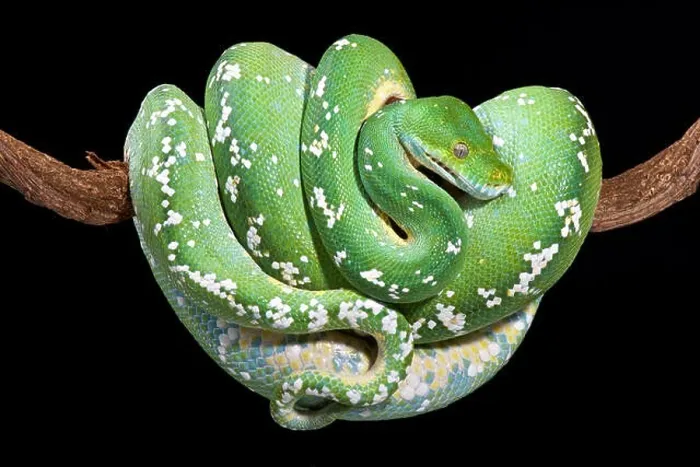 Framed Print : Green tree python, Morelia viridis Framed Print : Green tree python, Morelia viridis