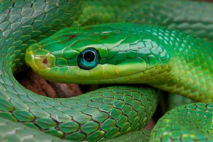 Framed Print : Green trinket snake / Rhadinophis prasinus Framed Print : Green trinket snake / Rhadinophis prasinus
