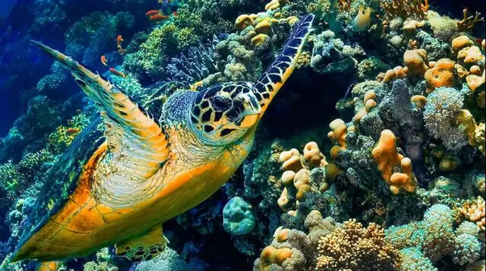 Framed Print : Green Turtle, Chelonia mydas, Coral Reef, Red Sea, Egypt, Africa Framed Print : Green Turtle, Chelonia mydas, Coral Reef, Red Sea, Egypt, Africa