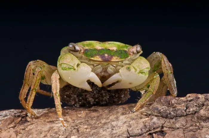 Framed Print : Green vampire crab / Geosesarma sp carrying eggs Framed Print : Green vampire crab / Geosesarma sp carrying eggs