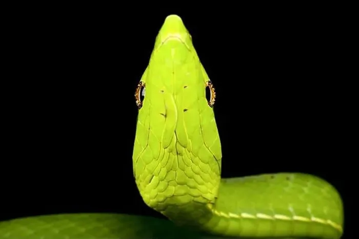 Framed Print : Green vine snake (Oxybelis fulgidus) Framed Print : Green vine snake (Oxybelis fulgidus)