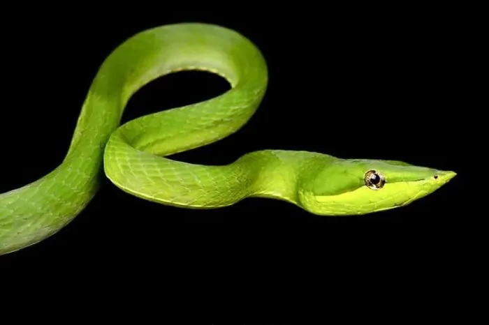 Framed Print : Green vine snake (Oxybelis fulgidus) Framed Print : Green vine snake (Oxybelis fulgidus)