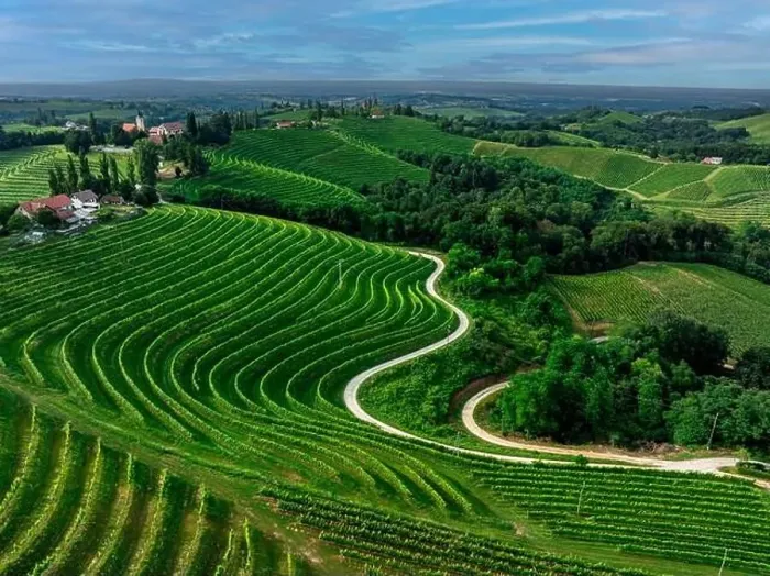 Framed Print : Green vineyards Framed Print : Green vineyards