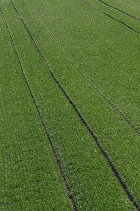 Framed Print : green wheat fields in a sunny day. aerial drone view Framed Print : green wheat fields in a sunny day. aerial drone view