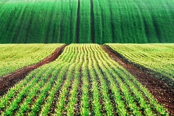 Green wheat rows and waves of the agricultural fields of South Moravia, Czech Republic. Can be used like nature background or texture