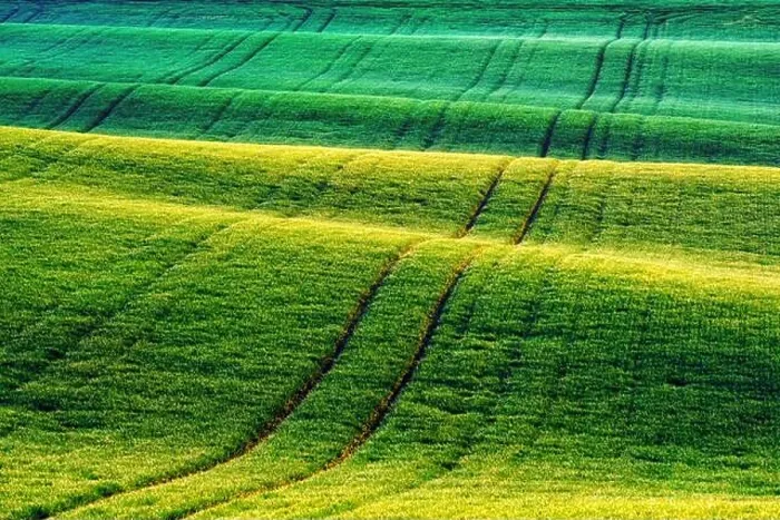 Framed Print : Green wheat rows and waves of the agricultural fields of South Moravia, Czech Republic. Can be used like nature background or texture Framed Print : Green wheat rows and waves of the agricultural fields of South Moravia, Czech Republic. Can be used like nature background or texture
