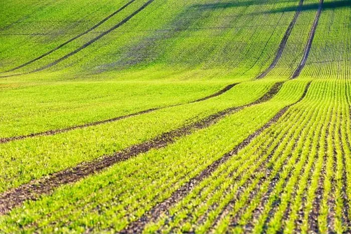 Framed Print : Green wheat rows and waves of the agricultural fields of South Moravia, Czech Republic. Can be used like nature background or texture Framed Print : Green wheat rows and waves of the agricultural fields of South Moravia, Czech Republic. Can be used like nature background or texture