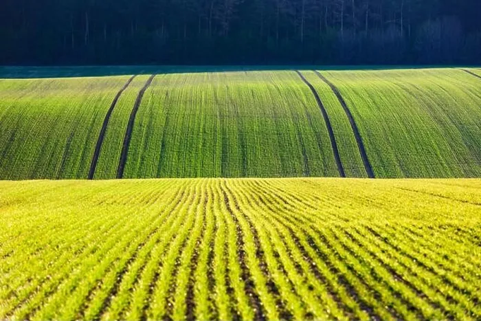 Framed Print : Green wheat rows and waves of the agricultural fields of South Moravia, Czech Republic. Can be used like nature background or texture Framed Print : Green wheat rows and waves of the agricultural fields of South Moravia, Czech Republic. Can be used like nature background or texture