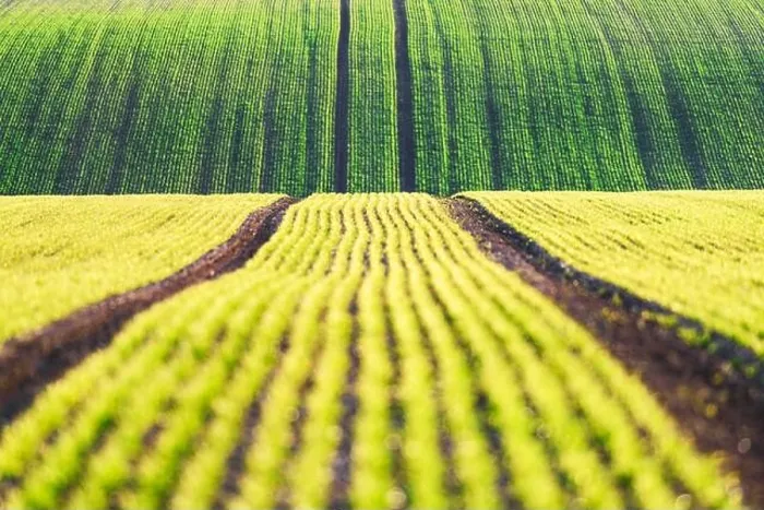 Framed Print : Green wheat rows and waves of the agricultural fields of South Moravia, Czech Republic. Can be used like nature background or texture Framed Print : Green wheat rows and waves of the agricultural fields of South Moravia, Czech Republic. Can be used like nature background or texture