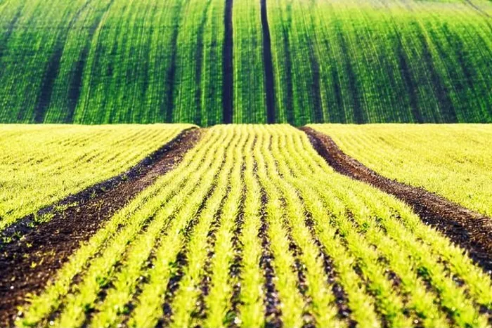 Framed Print : Green wheat rows and waves of the agricultural fields of South Moravia, Czech Republic. Can be used like nature background or texture