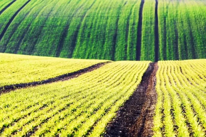 Framed Print : Green wheat rows and waves of the agricultural fields of South Moravia, Czech Republic. Can be used like nature background or texture Framed Print : Green wheat rows and waves of the agricultural fields of South Moravia, Czech Republic. Can be used like nature background or texture