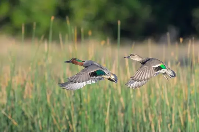 Framed Print : Green-winged teal (Anas crecca) pair flying over lake against reeds during migration, Galveston, Texas, USA Framed Print : Green-winged teal (Anas crecca) pair flying over lake against reeds during migration, Galveston, Texas, USA