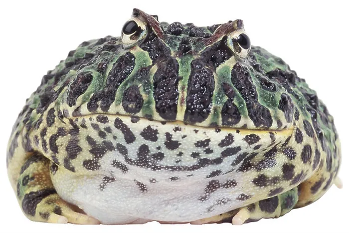 Framed Print : green and yellow toad uid 1448060 Framed Print : green and yellow toad uid 1448060