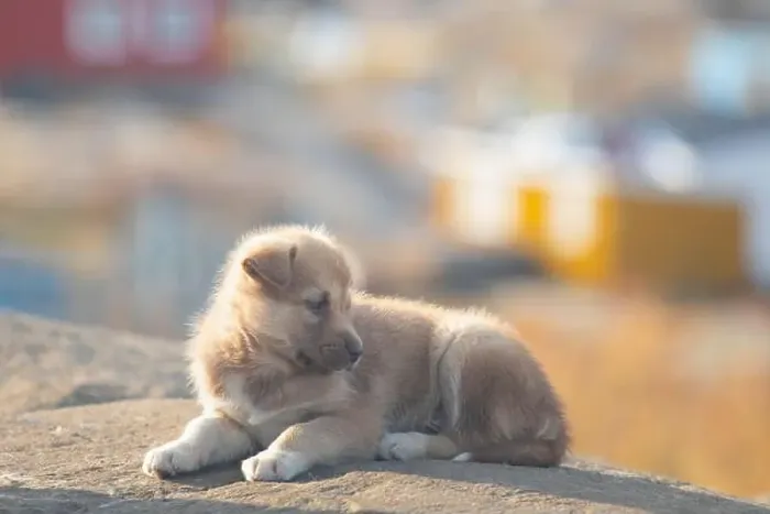 Framed Print : Greenland dog, husky lying peacefully on rocks in front of houses, Greenland Beautiful sunny day in summer season