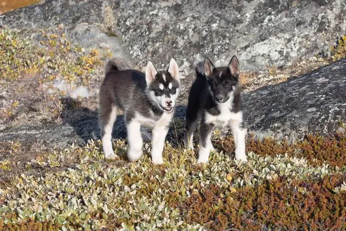 Framed Print : Greenland dog, husky lying peacefully on rocks in front of houses, Greenland Beautiful sunny day in summer season Framed Print : Greenland dog, husky lying peacefully on rocks in front of houses, Greenland Beautiful sunny day in summer season