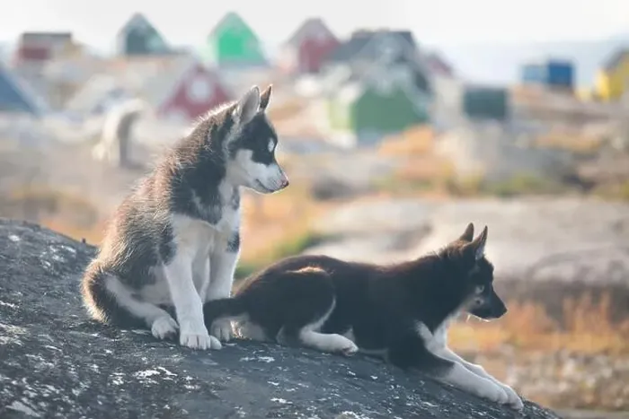 Framed Print : Greenland dog, husky lying peacefully on rocks in front of houses, Greenland Beautiful sunny day in summer season Framed Print : Greenland dog, husky lying peacefully on rocks in front of houses, Greenland Beautiful sunny day in summer season