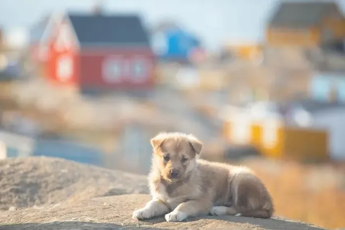 Framed Print : Greenland dog, husky lying peacefully on rocks in front of houses, Greenland Beautiful sunny day in summer season Framed Print : Greenland dog, husky lying peacefully on rocks in front of houses, Greenland Beautiful sunny day in summer season