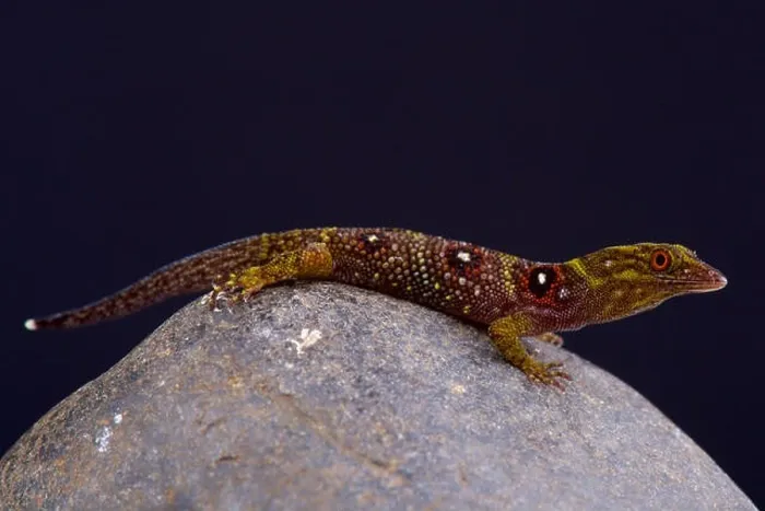 Framed Print : Grenadines clawed gecko (Gonatodes daudini) Framed Print : Grenadines clawed gecko (Gonatodes daudini)