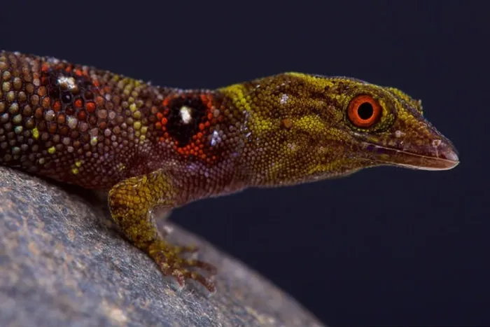Framed Print : Grenadines clawed gecko (Gonatodes daudini) Framed Print : Grenadines clawed gecko (Gonatodes daudini)