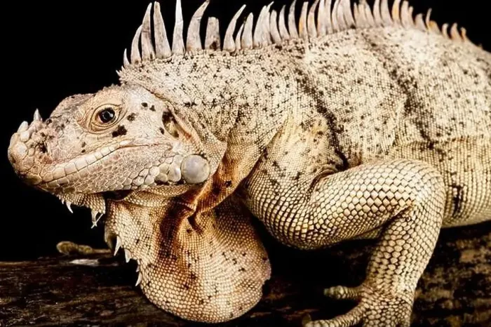 Framed Print : The Grenadines Pink Iguana (Iguana insularis) is a critically endangered Iguana species Framed Print : The Grenadines Pink Iguana (Iguana insularis) is a critically endangered Iguana species