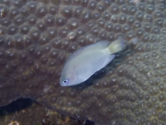 Framed Print : A grey damselfish (Pomacentrus reidi) swims calmly over a coral background with soft patterns Framed Print : A grey damselfish (Pomacentrus reidi) swims calmly over a coral background with soft patterns