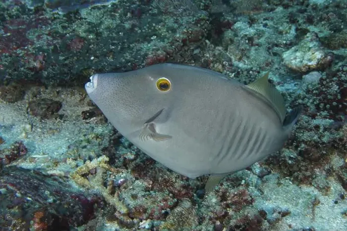 Framed Print : A grey fish with expressive facial expressions