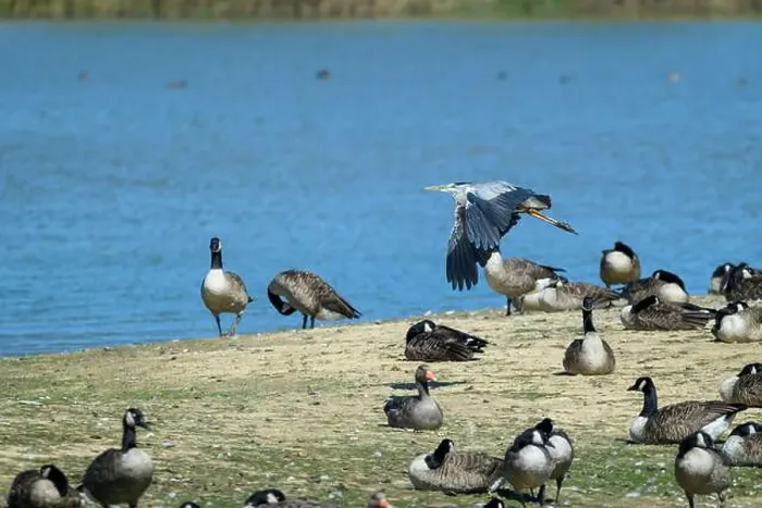 Framed Print : Grey heron flying over wetland with som canada goose on the ground Framed Print : Grey heron flying over wetland with som canada goose on the ground