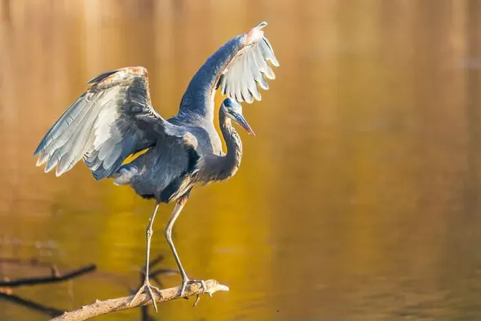 Framed Print : grey heron perching on a wing over the lake water and stretching his wings over a natural blurred background Framed Print : grey heron perching on a wing over the lake water and stretching his wings over a natural blurred background