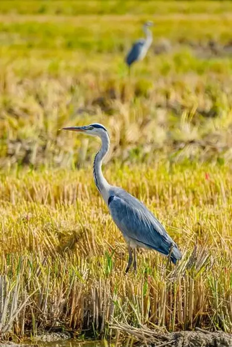Framed Print : A Grey Heron on a rice field after harvest at the delta de Ebro river in Catalunya, Spain Framed Print : A Grey Heron on a rice field after harvest at the delta de Ebro river in Catalunya, Spain
