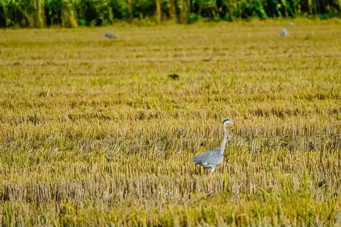 Framed Print : A Grey Heron on a rice field after harvest at the delta de Ebro river in Catalunya, Spain Framed Print : A Grey Heron on a rice field after harvest at the delta de Ebro river in Catalunya, Spain