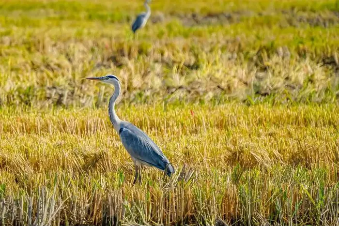 Framed Print : A Grey Heron on a rice field after harvest at the delta de Ebro river in Catalunya, Spain Framed Print : A Grey Heron on a rice field after harvest at the delta de Ebro river in Catalunya, Spain