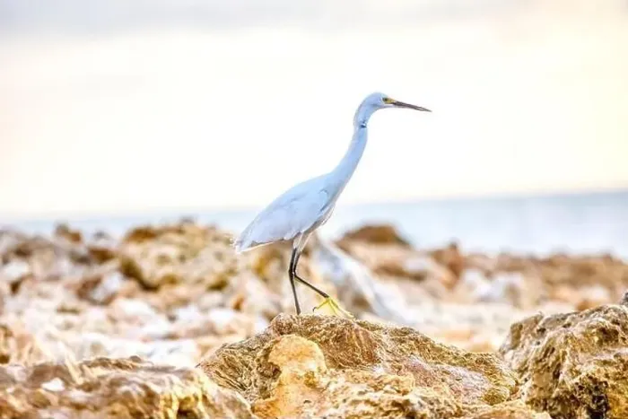 Framed Print : Grey Herron fishing for food Framed Print : Grey Herron fishing for food