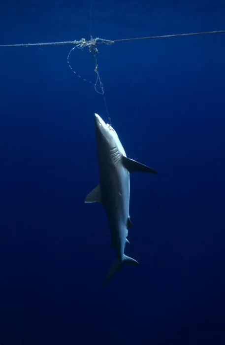 Framed Print : Grey Reef shark caught underwater on longline by commercial fishermen by Matt Harris Framed Print : Grey Reef shark caught underwater on longline by commercial fishermen by Matt Harris
