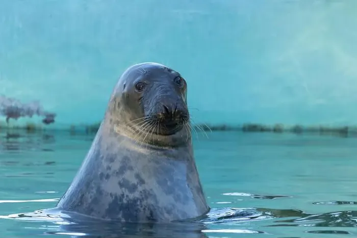 Framed Print : Grey seal (female) head over water surface Framed Print : Grey seal (female) head over water surface