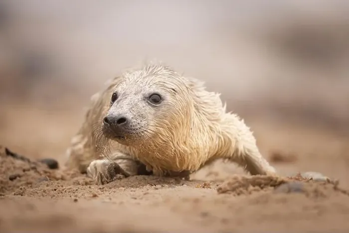 Framed Print : A Grey Seal pup of a pebble beach in Norfolk, UK Framed Print : A Grey Seal pup of a pebble beach in Norfolk, UK